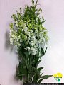 Lathyrus latifolius White